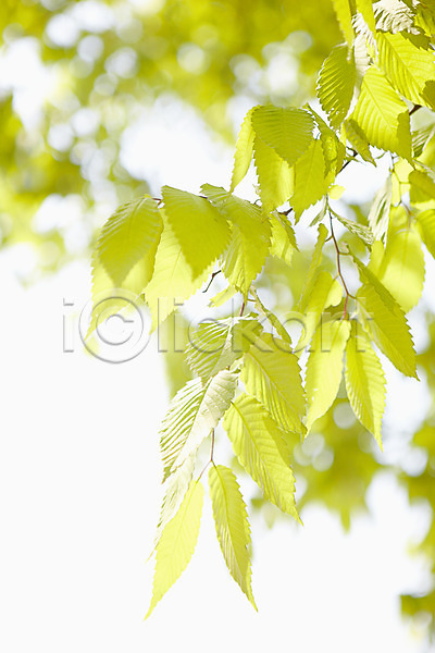 사람없음 JPG 근접촬영 아웃포커스 포토 계절 나무 나뭇가지 나뭇잎 백그라운드 봄 식물 야외 잎 자연 주간 풍경(경치)