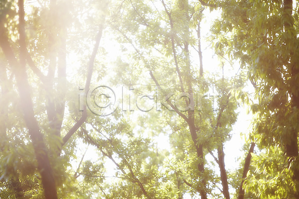 사람없음 JPG 근접촬영 아웃포커스 포토 계절 나무 나뭇가지 반사 백그라운드 봄 식물 야외 잎 자연 주간 풍경(경치) 햇빛