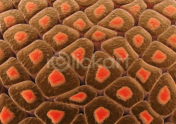 사람없음 3D PSD 입체 3D소스 그래픽 단면 라이프 무늬 백그라운드 생명 생명공학 세포 세포분열 신체 의학 조직 주황색 치료 컬러 패턴 핵 현미경