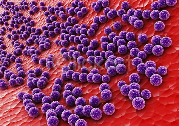 사람없음 3D PSD 입체 3D소스 그래픽 라이프 박테리아 백그라운드 보라색 빨간색 생명 생명공학 세포 신체 의학 조직 치료 컬러 피부 현미경