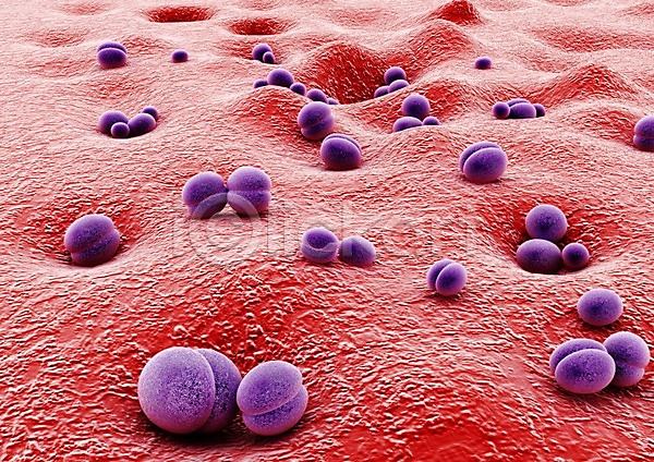 사람없음 3D PSD 입체 3D소스 그래픽 라이프 박테리아 백그라운드 보라색 분열 빨간색 생명 생명공학 세포 세포분열 신체 의학 조직 치료 컬러 현미경