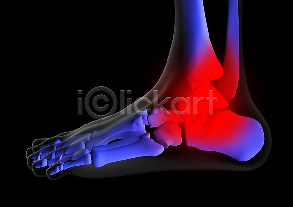 사람없음 신체부위 3D PSD 입체 3D소스 건강 골격 그래픽 발 발가락 발가락뼈 발목 발뼈 병원 뼈 신체 엑스레이 의학 치료 투시 해부
