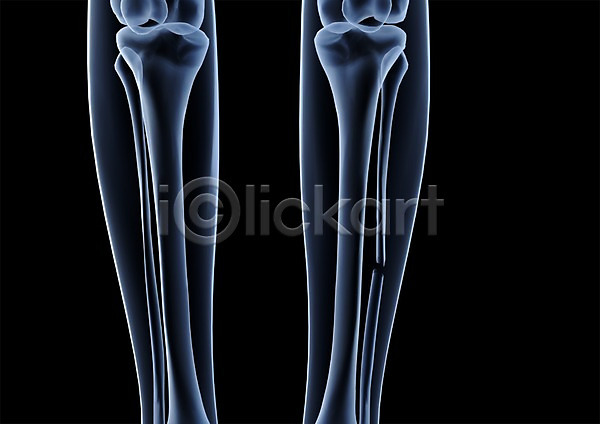 사람없음 신체부위 3D PSD 입체 3D소스 건강 골격 관절 그래픽 다리(신체부위) 다리뼈 무릎 병원 뼈 신체 엑스레이 의학 종아리 치료 투시 해부