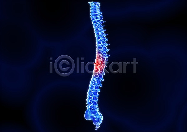 사람없음 신체부위 3D PSD 입체 3D소스 건강 골격 그래픽 병원 뼈 신체 엑스레이 의학 척추 척추뼈 치료 투시 해부