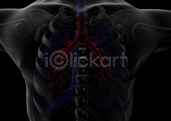 사람없음 신체부위 3D PSD 입체 3D소스 건강 골격 그래픽 등(신체부위) 등뼈 병원 뼈 신체 엑스레이 의학 척추 척추뼈 치료 투시 해부