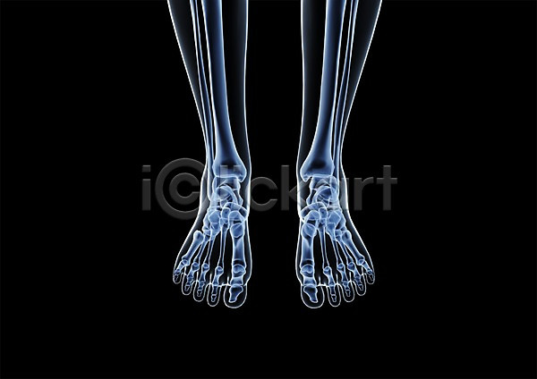 사람없음 신체부위 3D PSD 입체 3D소스 건강 골격 그래픽 다리(신체부위) 다리뼈 발 발가락 발가락뼈 발뼈 병원 뼈 신체 엑스레이 의학 치료 투시 해부