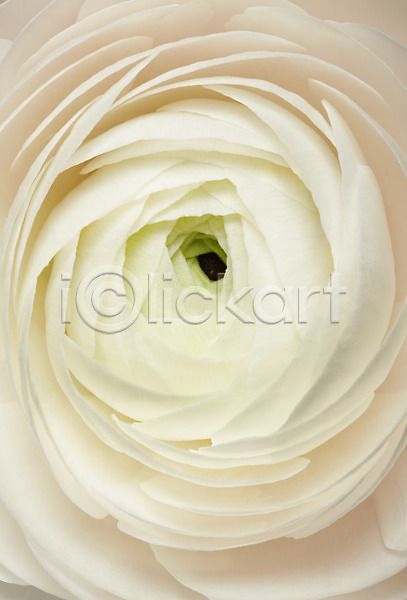 사람없음 JPG 근접촬영 포토 꽃 꽃백그라운드 라넌큘러스 백그라운드 스튜디오촬영 식물 실내 컬러 한송이 흰색