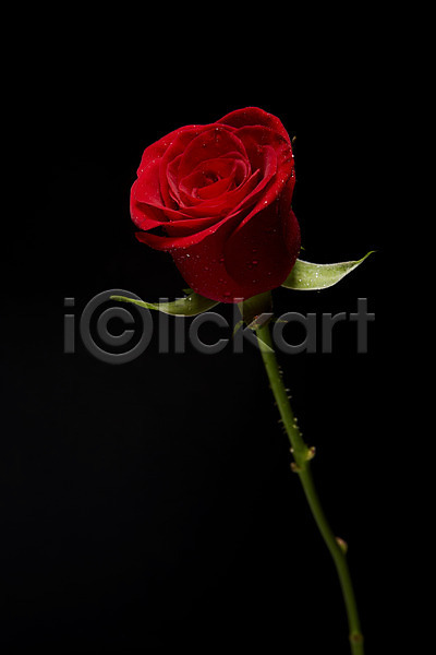 사람없음 JPG 포토 검은배경 꽃 꽃백그라운드 백그라운드 빨간색 스튜디오촬영 식물 실내 장미 컬러 한송이