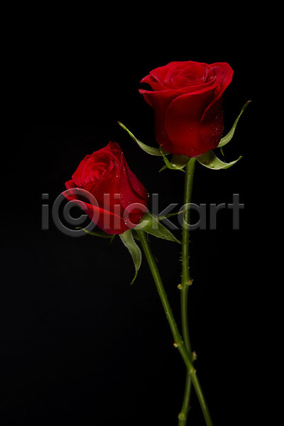 사람없음 JPG 포토 검은배경 꽃 꽃백그라운드 두송이 백그라운드 빨간색 스튜디오촬영 식물 실내 장미 컬러