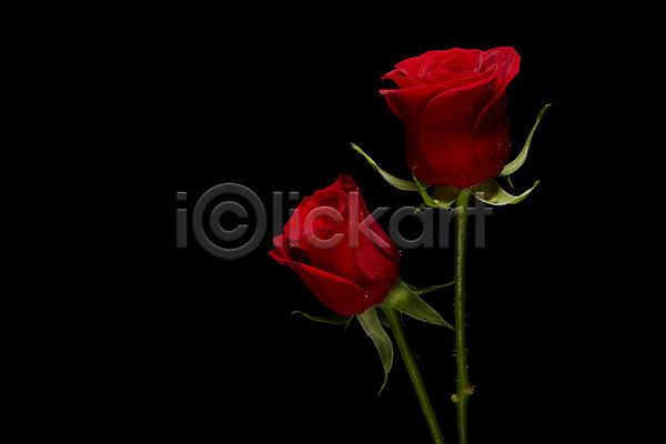 사람없음 JPG 포토 검은배경 꽃 꽃백그라운드 두송이 백그라운드 빨간색 스튜디오촬영 식물 실내 장미 컬러