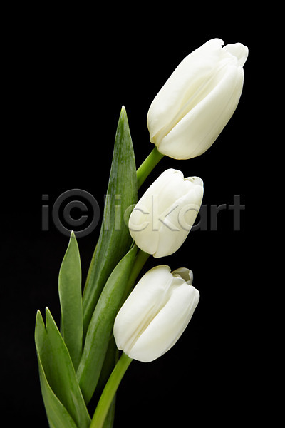 사람없음 JPG 포토 검은배경 꽃 꽃백그라운드 백그라운드 세송이 스튜디오촬영 식물 실내 잎 컬러 튤립 흰색