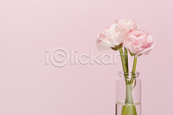 사람없음 JPG 포토 꽃 꽃백그라운드 꽃병 라넌큘러스 백그라운드 병(담는) 분홍색 세송이 스튜디오촬영 식물 실내 컬러