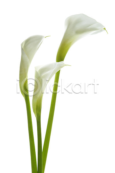 사람없음 JPG 포토 꽃 꽃백그라운드 누끼 백그라운드 세송이 스튜디오촬영 식물 실내 카라 컬러 흰색