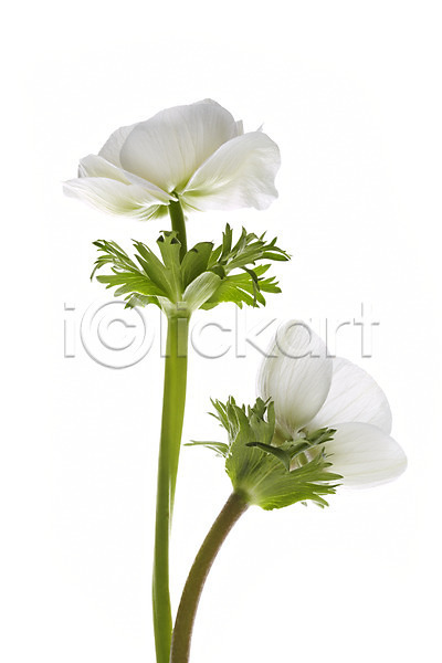 사람없음 JPG 포토 꽃 꽃백그라운드 누끼 두송이 백그라운드 스튜디오촬영 식물 실내 아네모네 잎 컬러 흰색