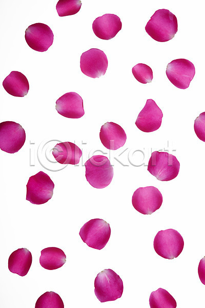 사람없음 JPG 포토 꽃 꽃백그라운드 꽃잎 누끼 백그라운드 빨간색 스튜디오촬영 식물 실내 잎 장미 컬러