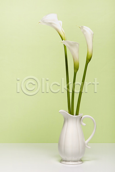사람없음 JPG 포토 꽃 꽃백그라운드 꽃병 백그라운드 병(담는) 세송이 스튜디오촬영 식물 실내 카라 컬러 탁자 흰색