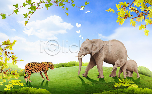 동물보호 보호 사랑 사람없음 PSD 편집이미지 구름(자연) 그림자 나무 도토리 도토리나무 동물 새끼 세마리 식물 어미 언덕 잔디 초원(자연) 코끼리 편집 포유류 표범 풀(식물) 하늘