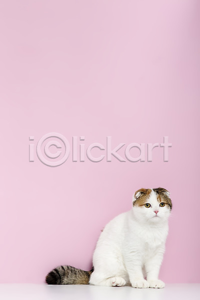 사람없음 JPG 포토 고양이 동물 반려 반려동물 분홍색 분홍색배경 스코티시폴드 스튜디오촬영 실내 앉기 척추동물 컬러 포유류 한마리