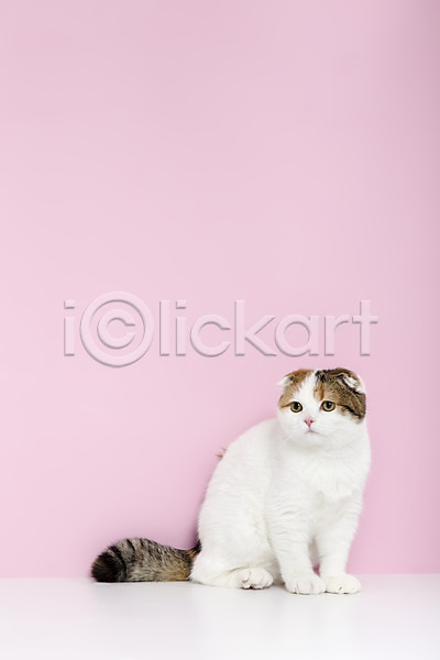 사람없음 JPG 포토 고양이 동물 반려 반려동물 분홍색 분홍색배경 스코티시폴드 스튜디오촬영 실내 앉기 응시 척추동물 컬러 포유류 한마리