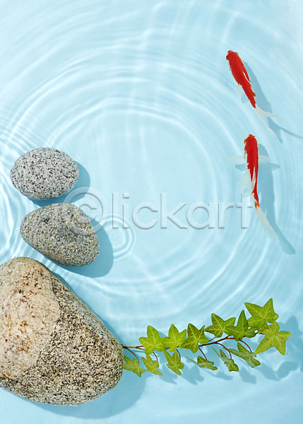 사람없음 JPG 포토 관상어 금붕어 돌(바위) 동물 두마리 물 물결 바위(돌) 백그라운드 빨간색 수중동물 스튜디오촬영 식물 실내 어류 주황색 풀(식물)