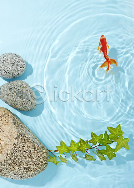 사람없음 JPG 포토 관상어 금붕어 돌(바위) 동물 물 물결 바위(돌) 백그라운드 빨간색 수중동물 스튜디오촬영 식물 실내 어류 주황색 풀(식물) 한마리