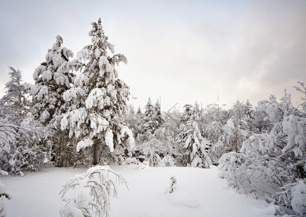사람없음 JPG 포토 해외이미지 겨울 겨울풍경 나무 눈덮임 야외 자연 주간 하늘 해외202004