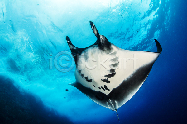 사람없음 JPG 포토 해외이미지 광선 깊이 동물 멕시코 물 바다 바닷속 백그라운드 산호 수중 야생동물 야외 어류 여름(계절) 여행 자연 파란색 해외202004