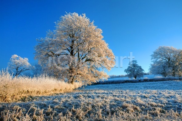 사람없음 JPG 포토 해외이미지 겨울 겨울풍경 나무 맑음 야외 영국 잉글랜드 주간 초원(자연) 하늘 해외202004