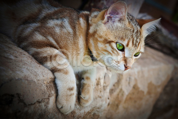 사람없음 JPG 포토 해외이미지 거짓말 고양이 귀 눈(신체부위) 닫기 발 생강 주택 초록색 해외202004