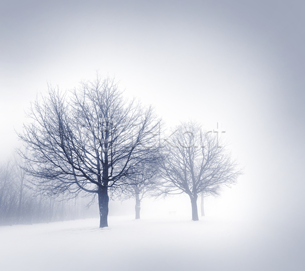 사람없음 JPG 포토 해외이미지 겨울 겨울풍경 나무 설원 안개 야외 자연 주간 해외202004