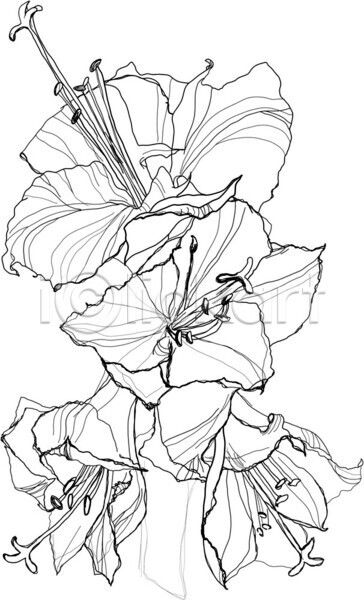 EPS 일러스트 해외이미지 흑백 검은색 계절 그래픽 그림 꽃 꽃무늬 나뭇가지 백그라운드 생물학 스케치 식물 아시아 알로하 야생동물 옛날 인쇄 잉크 자연 장식 정원 판화 패턴 펜 하와이 해외202004 핸드메이드 흰색 히비스커스