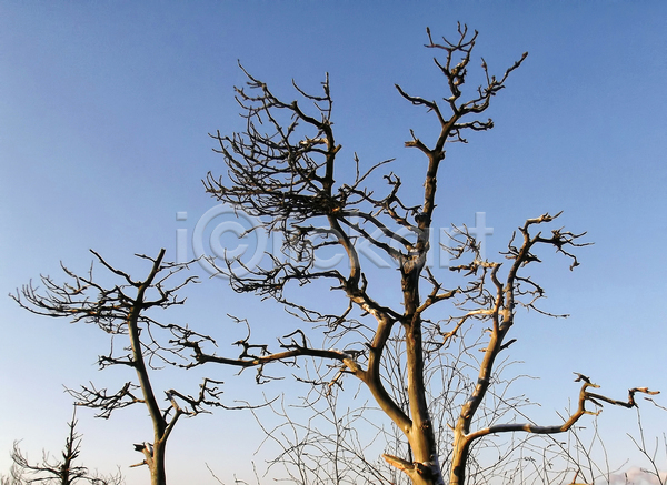 사람없음 JPG 포토 해외이미지 나무 나뭇가지 목재 벌거벗은 자연 죽음 파란색 하늘 해외202004