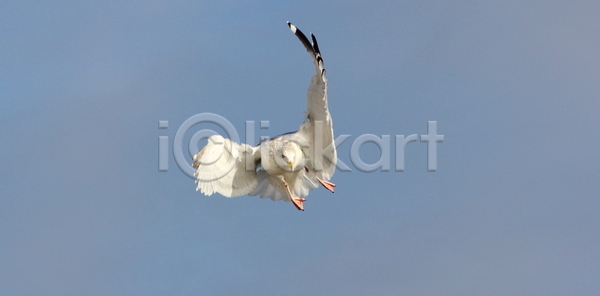 사람없음 JPG 포토 해외이미지 갈매기 깃털 날개 동물 부리 안테나 야생동물 자연 조류 해외202004 해외포토