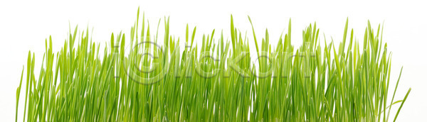 성장 신선 활발 사람없음 JPG 포토 해외이미지 건강 고립 내추럴 농업 농장 밀 밭 백그라운드 봄 시골 시리얼 식물 유기농 잎 자연 잔디 정원 초록색 칼날 해외202004 해외포토 허브 환경 흰색