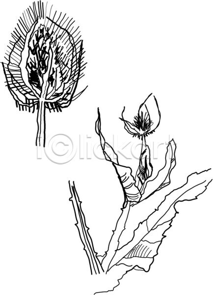 EPS 실루엣 일러스트 해외이미지 흑백 검은색 계절 그래픽 그림 꽃 꽃무늬 생물학 스케치 식물 야생동물 자연 장식 정원 해외202004 허브 흰색