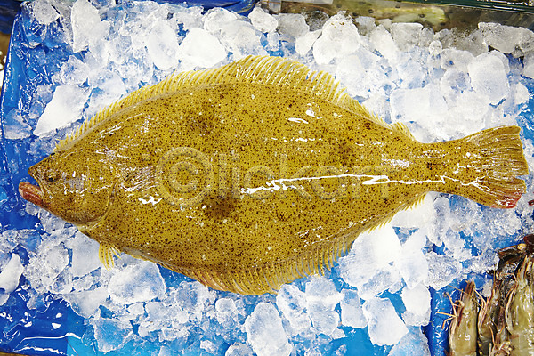 신선 사람없음 JPG 포토 광어 날것 새우 수산시장 식재료 야외 어류 얼음 주간 한마리 해산물