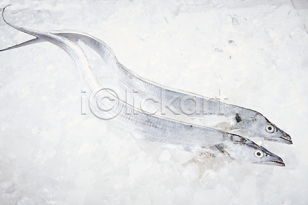 신선 사람없음 JPG 포토 갈치 날것 두마리 백그라운드 스튜디오촬영 식재료 실내 어류 얼음 재료 해산물 흰배경 흰색