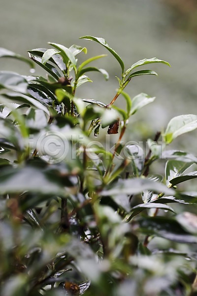 사람없음 JPG 아웃포커스 포토 대만 식물 아시아 야외 잎 자연 주간 차(음료) 차밭 핑린차 해외 해외풍경
