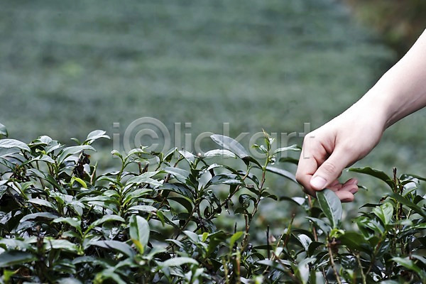 신체부위 한명 JPG 아웃포커스 포토 대만 만지기 손 식물 아시아 야외 잎 자연 주간 차(음료) 차밭 핑린차 해외 해외풍경