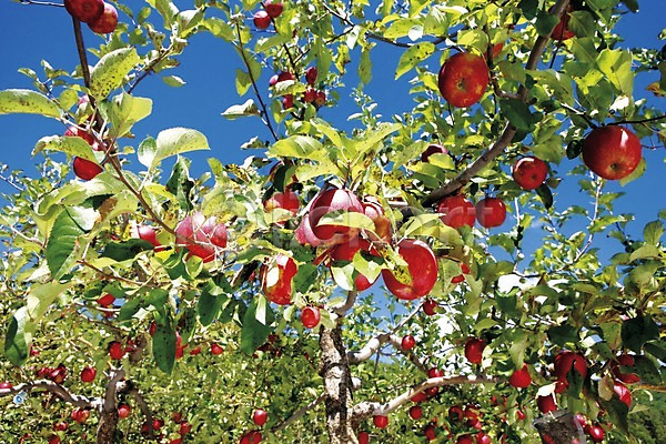사람없음 JPG 근접촬영 아웃포커스 포토 과일 나무 나뭇가지 나뭇잎 사과(과일) 사과나무 식물 아시아 야외 열매 영주 주간 풍경(경치) 한국