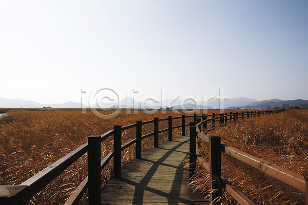 사람없음 JPG 포토 갈대(식물) 갈대밭 길 순천 식물 아시아 야외 울타리 자연 주간 풀(식물) 풍경(경치) 한국