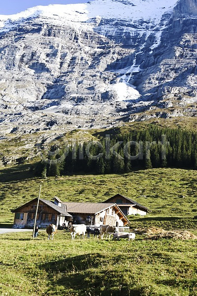 사람없음 JPG 포토 건물 나무 동물 산 소 스위스 식물 야외 유럽 자연 젖소 주간 풍경(경치) 해외 해외풍경