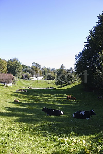 사람없음 JPG 포토 건물 나무 동물 소 스위스 야외 유럽 자연 젖소 주간 초원(자연) 풍경(경치) 해외 해외풍경