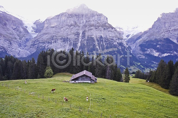 사람없음 JPG 포토 건물 나무 동물 산 소 스위스 식물 야외 울타리 유럽 자연 젖소 주간 초원(자연) 풍경(경치) 해외 해외풍경