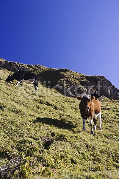 사람없음 JPG 포토 동물 산 소 스위스 식물 야외 유럽 자연 젖소 주간 풀(식물) 풍경(경치) 해외 해외풍경