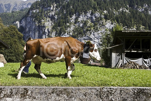 사람없음 JPG 포토 건물 나무 동물 산 소 스위스 식물 야외 유럽 자연 젖소 주간 풍경(경치) 해외 해외풍경