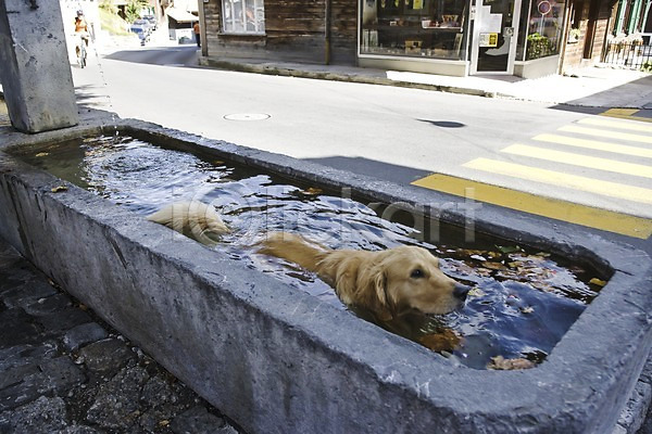 사람없음 JPG 포토 강아지 거리 건물 건축물 동물 목욕 물 반려 스위스 야외 우물 유럽 주간 풍경(경치) 해외 해외풍경