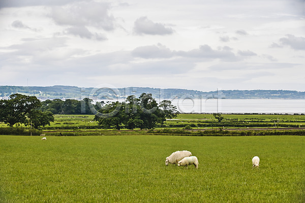 사람없음 JPG 포토 구름(자연) 나무 농장 동물 먹기 먹이 목장 바다 방목 시골 식물 야외 양 여러마리 영국 웨일즈 유럽 주간 초원(자연) 풀(식물) 풍경(경치) 하늘 해외 해외풍경