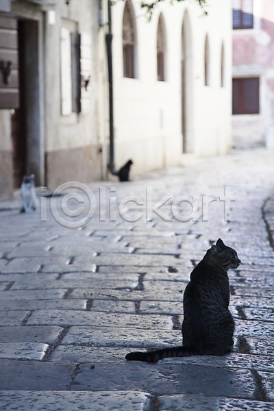 사람없음 JPG 아웃포커스 포토 거리 거리풍경 건물 고양이 골목길 길 도시 돌(바위) 동물 동물라이프 마을 바닥 반려 세마리 야외 유럽 주간 주택 크로아티아 풍경(경치) 해외 해외풍경