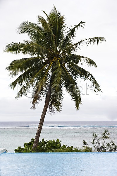 사람없음 JPG 포토 괌 나무 바다 식물 야외 야자수 자연 주간 파도 풍경(경치) 해변 해외 해외풍경